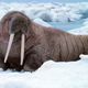 Illustration for article titled Over-Hunting Walruses Likely Forced Vikings to Abandon Greenland